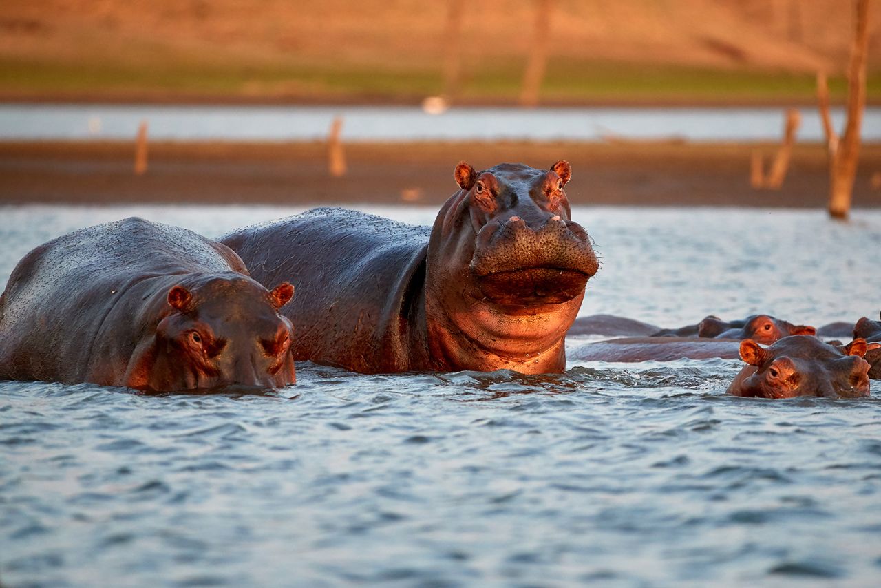 These hippos patrol their part of manmade Kariba Lake in  Zimbabwe during the evening. People need to be particularly careful in hippo territory as the sun goes down and it gets dark.